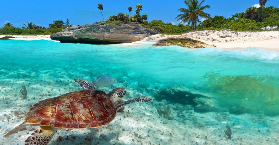 Snorkeling Adventure